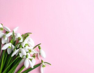 Creative Top View of White Snowdrop Flowers on Pastel Pink Background with Copy Space