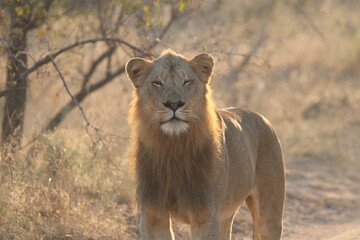 Male Lion in the bush stunning