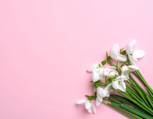 Creative Top View of White Snowdrop Flowers on Pastel Pink Background with Copy Space