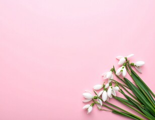 Creative Top View of White Snowdrop Flowers on Pastel Pink Background with Copy Space