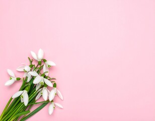 Creative Top View of White Snowdrop Flowers on Pastel Pink Background with Copy Space