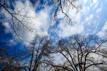Sky, clouds and branches in sunny day