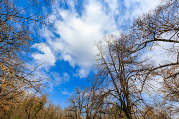 Sky, clouds and branches in sunny day