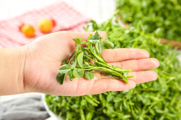 Fresh Picked Microgreens in Hand at Farm Garden