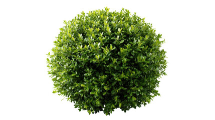 Green boxwood topiary bush forming a perfect sphere, representing garden design, disciplined nature, landscaping elements, and ornamental shrubbery, with a transparent background