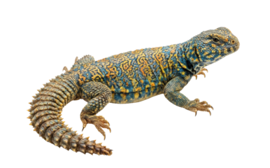 Ornate uromastyx lizard isolated. Blue spiny-tailed reptile.