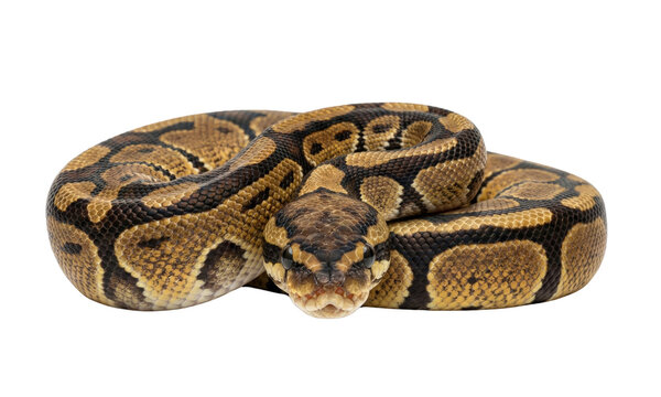 Ball python coiled front view isolated. Royal python snake.