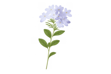 Cape plumbago flowers blooming with green leaves on a stem, botanical illustration with transparent background