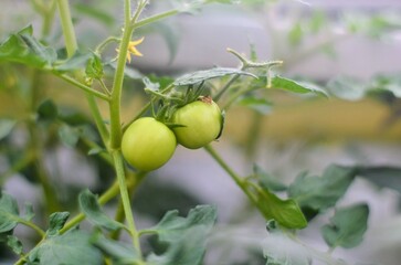 Tomato Plant in Focus: A vibrant green tomato plant, showcasing fresh, developing tomatoes amid lush leaves, symbolizing growth and the bounty of nature.
