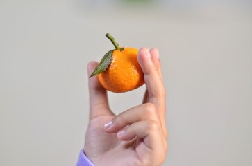 Orchard Delight: A vibrant mandarin, held delicately, is presented, its bright skin contrasting gently against the hand. This photograph captures the fresh allure of citrus fruit.