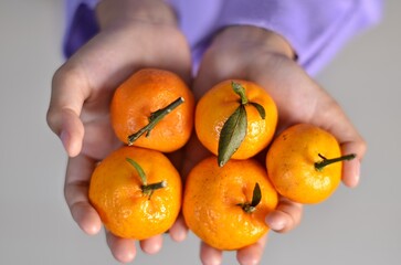 Tangerines in Hands: A close-up shot presents a gentle person holding a handful of vibrant tangerines, showcasing their vivid color and natural form.