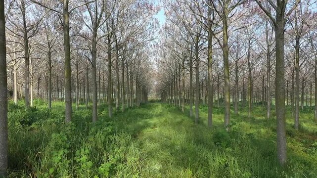 Aerial Drone View Of Tree Plantation Beit Hanan

Drone footage showing symmetrical tree plantation landscape near Beit Hanan Israel 1.1.2026
