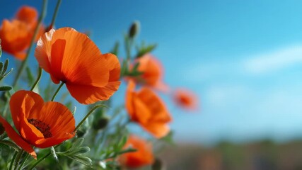 Vibrant red poppies blooming in a sunny field with clear blue sky