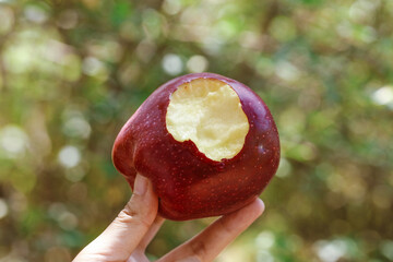 Red Apple with Unique Flesh Pattern Resembling Cow Head, Tianshui Gansu