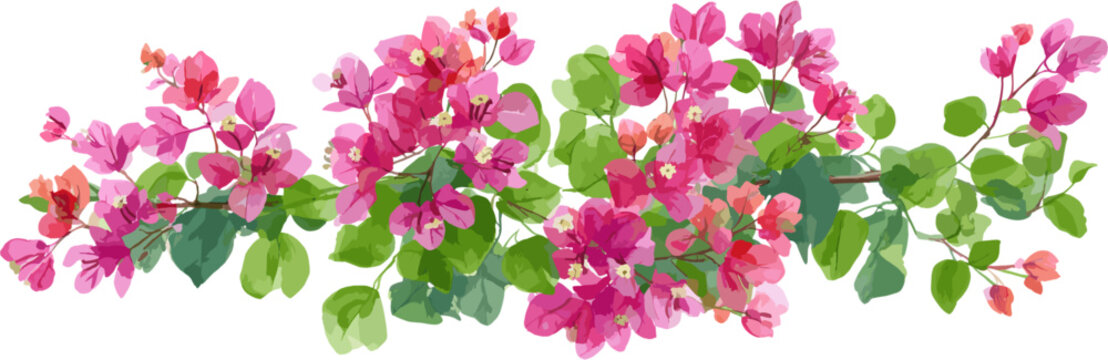 Watercolor illustration of blooming bougainvillea flowers and green leaves. Vector design illustration for Decoration