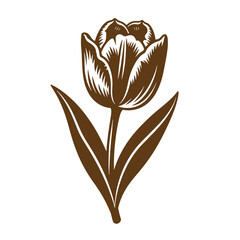 Vintage Brown tulip flower illustration with leaves isolated on white background