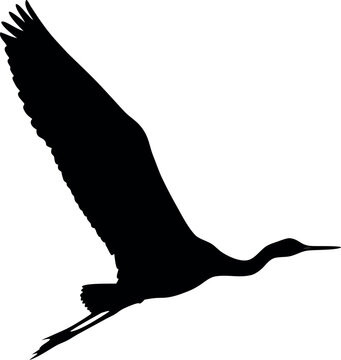 Illustrative Vector Design Featuring Birds Created With Adobe Illustrator