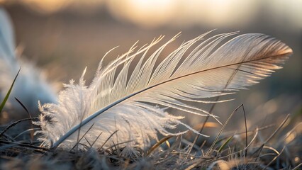 Delicate white bird feather lying on dry grass illuminated beautifully by warm golden light during sunset creating soft ethereal glow