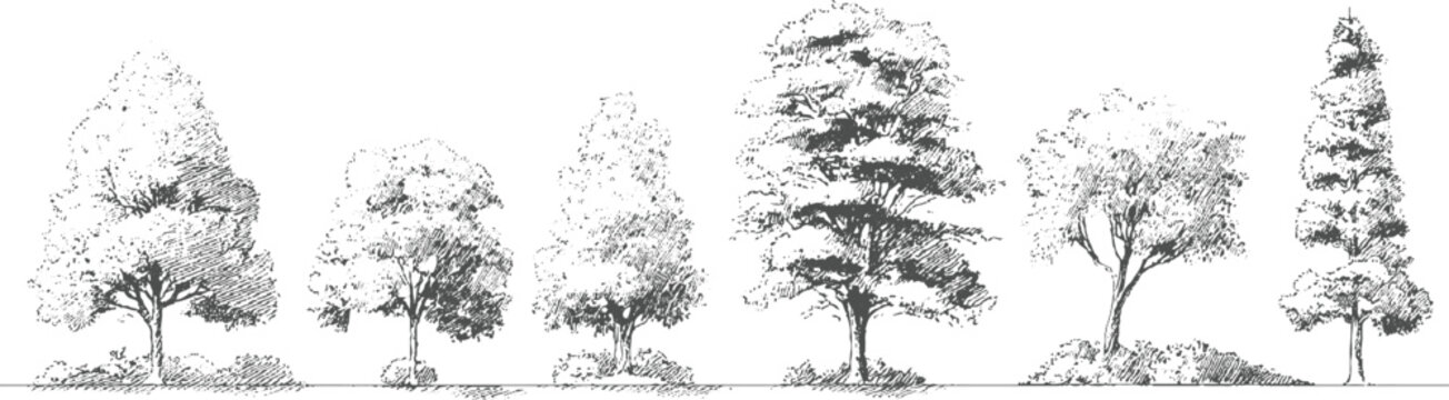 Collection of seven different trees in a row rendered in a sketchy black and white style nature forest