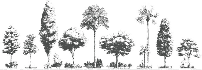 Collection of diverse trees and palm trees rendered in a detailed sketchy style nature plant foliage © appl