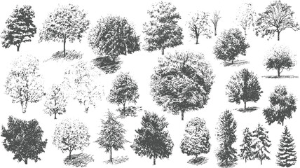 Collection of diverse deciduous and coniferous trees in a sketched monochrome style forest nature plant © appl
