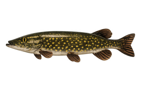 Northern pike freshwater fish esox lucius illustration swimming, showing predator and aquatic wildlife, transparent background
