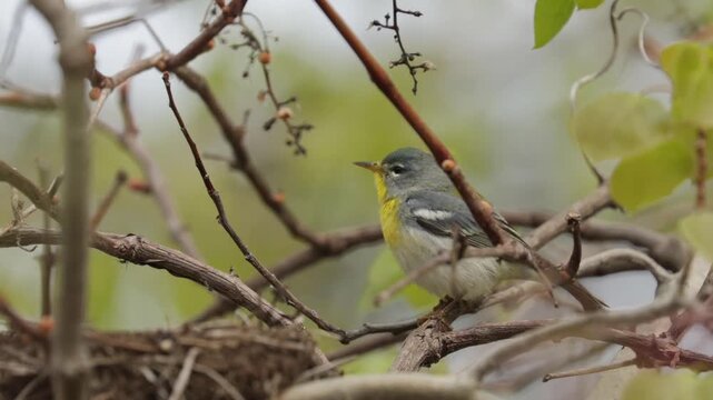 Northern parula bird perched on a vine branch looking around with blurred background