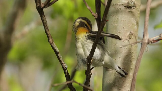 Blackburnian warbler bird perched on a branch scratching feathers with its beak