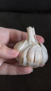A head of garlic in a woman's hand with a bath plan. The benefits of garlic. Spicy food