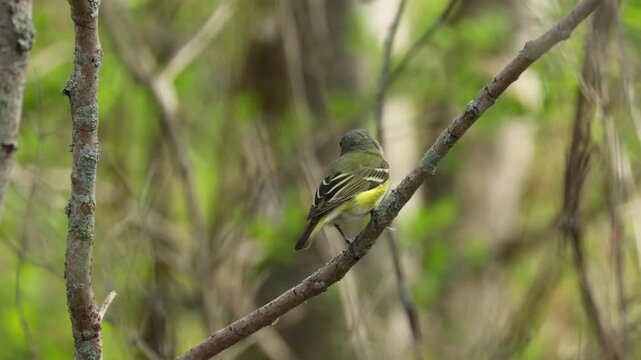 Blue headed vireo bird perched on a swaying branch with blurred forest background