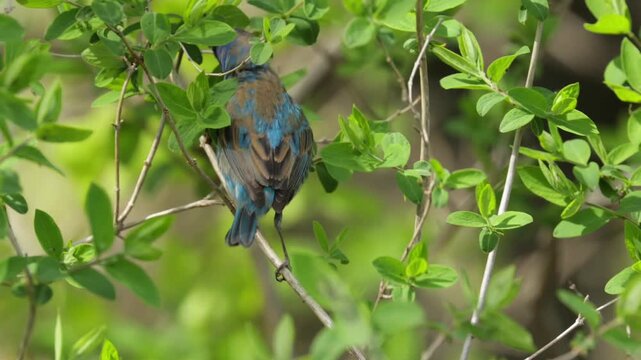Lazuli bunting bird perched on green leafy branch looking around and feeding