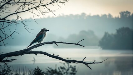 Roller bird silhouette perched on a dark branch above misty water at dawn