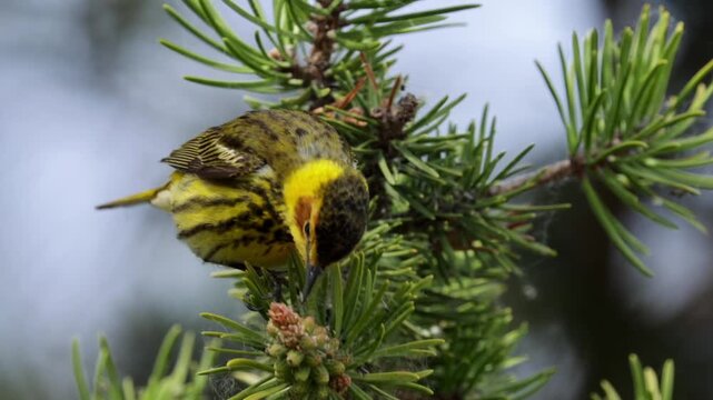 Cape may warbler bird perched on pine tree branch looking around and foraging
