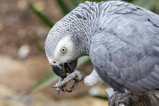 An African Grey Parrot eating