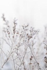 Obraz premium Frost and snow covered grass in winter