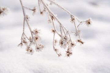 Obraz premium Frost and snow covered branches in winter