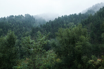Obraz premium Foggy Mountain Forest Landscape with Morning Mist and Lush Green Trees
