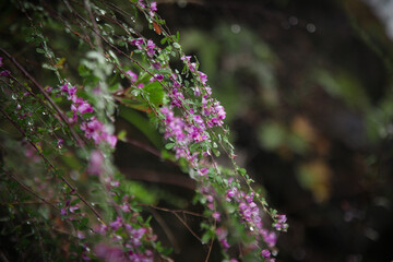 Purple wildflowers with morning dew in misty forest scenery