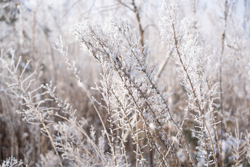 frozen grass in the winter