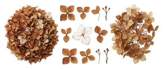 Dried Hydrangea Flower Heads and Petals Isolated on White Background