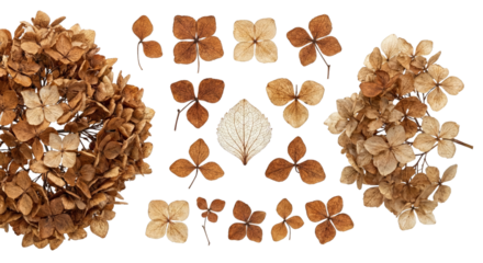 Dried Hydrangea Flowers and Leaves Arranged on White Background