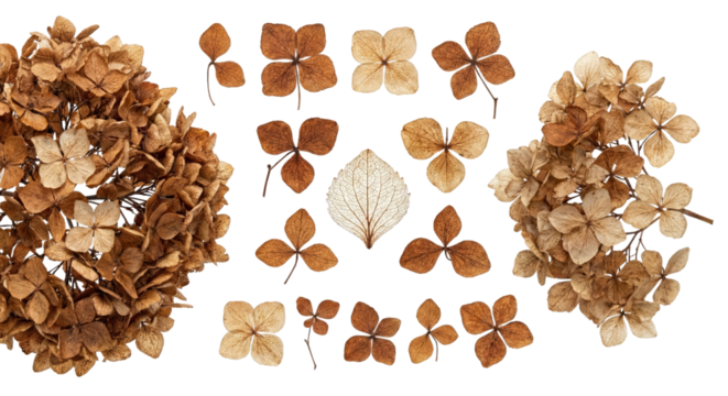 Dried Hydrangea Flowers and Leaves Arranged on White Background - Powered by Adobe