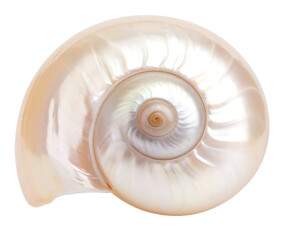 Delicate Pearly Seashell with Spiral Patterns