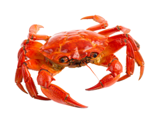 Vibrant Red Crab with Intricate Claw Details