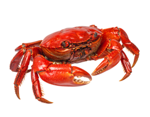 Vibrant Red Crab with Intricate Claw Details