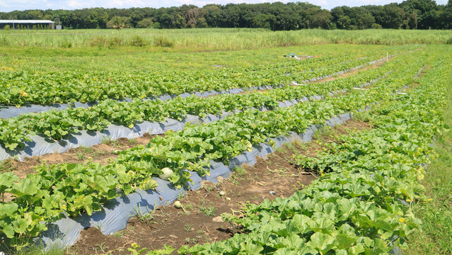 Row of cantaloupe plants with plastic mulch in open field farming 