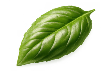 Fresh green basil leaf isolated, showing vibrant texture and natural cooking herb essential for italian cuisine