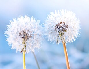 Two fluffy dandelion seed heads against a soft blue and white background