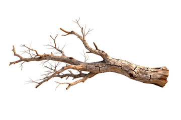 Fototapeta premium Dead Tree Branch with Exposed Roots and Branches