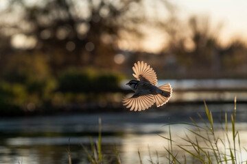 A small bird captured in mid-flight with wings fully spread, backlit by the warm golden light of a sunset which illuminates the translucent texture of its feathers, set against a blurred background of